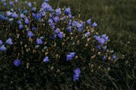 在自然的户外环境中，郁郁葱葱的紫色风铃草绽放着