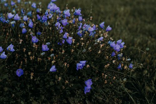 Free A lush patch of purple bellflowers blooming in a natural outdoor setting. Stock Photo