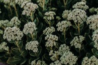 特写镜头下，景天植物生机勃勃，绿叶繁茂，小花簇拥