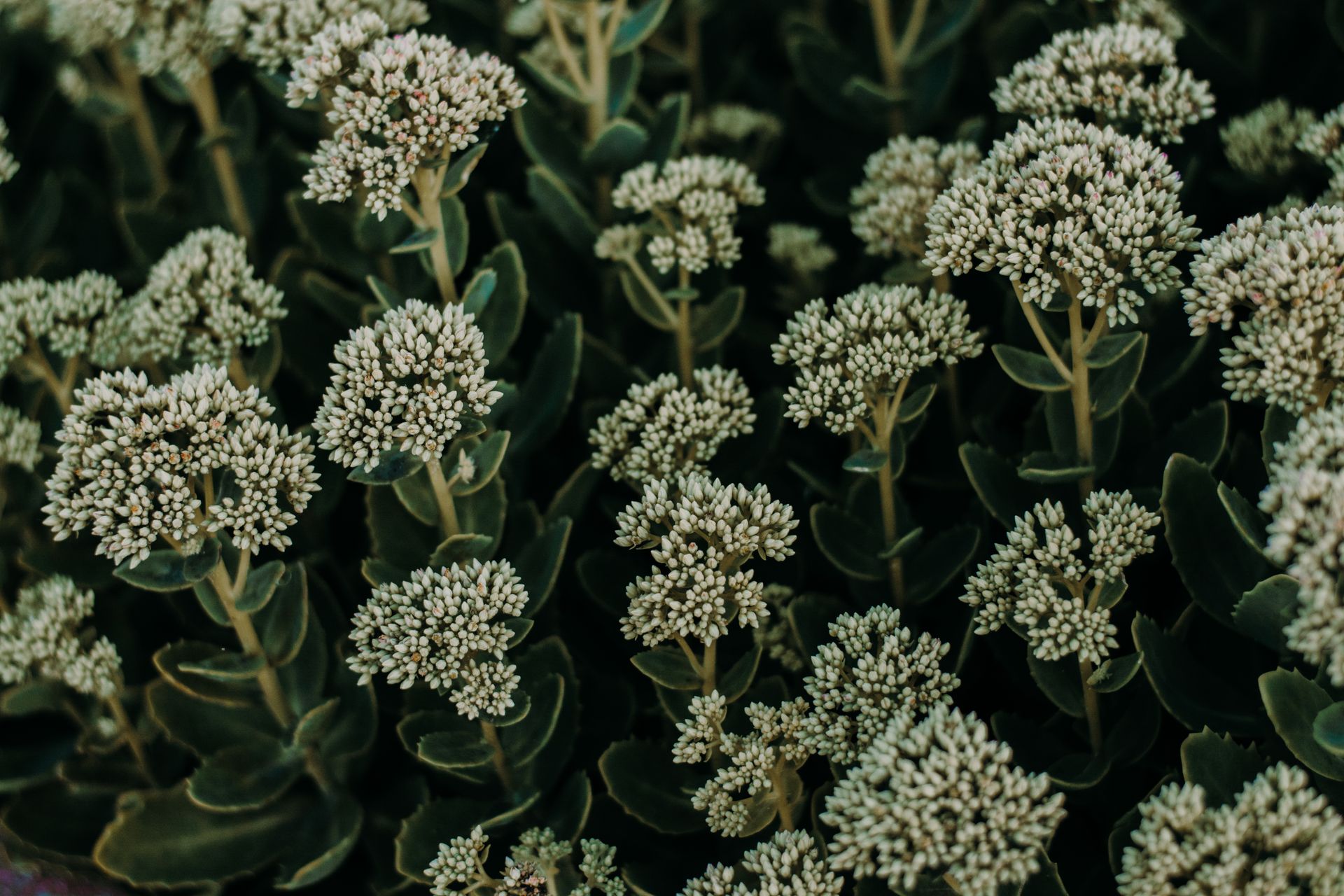 Close-up view of blooming sedum plants with vibrant green leaves and clusters of tiny blossoms.
