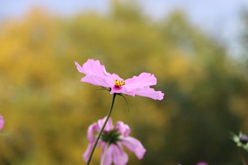 A Pink Flower in Full Bloom