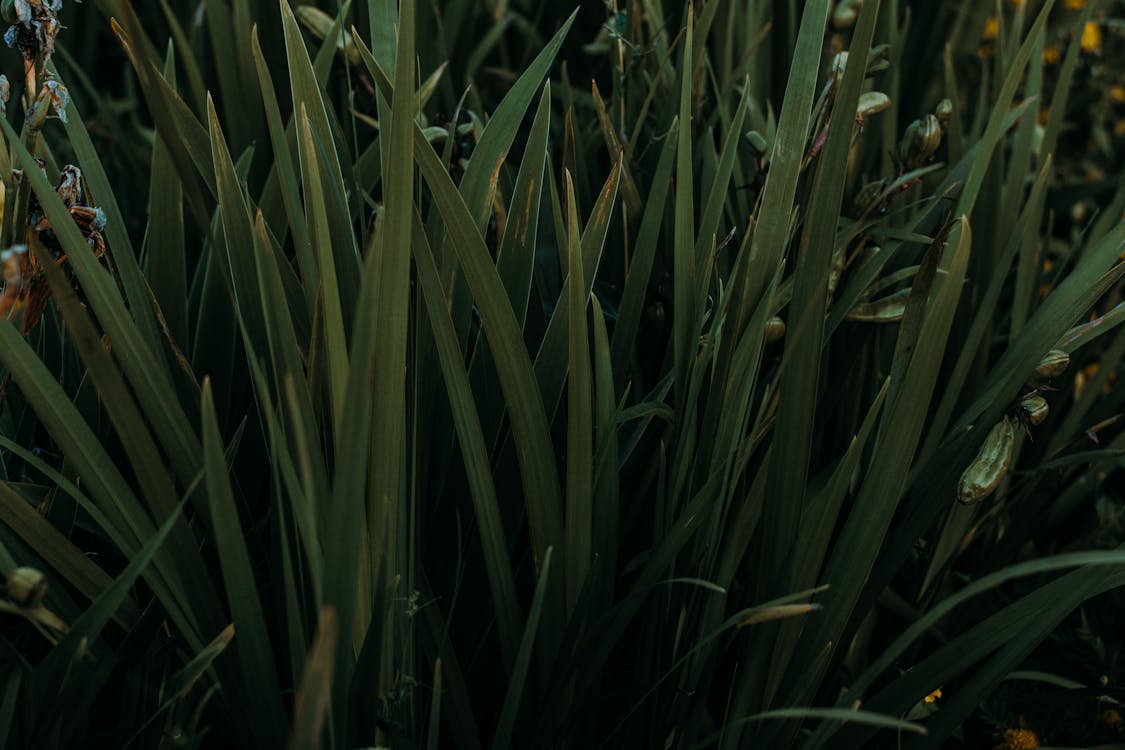 Close-up Photography of Green Grass