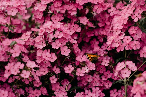 핑크 꽃의 근접 촬영