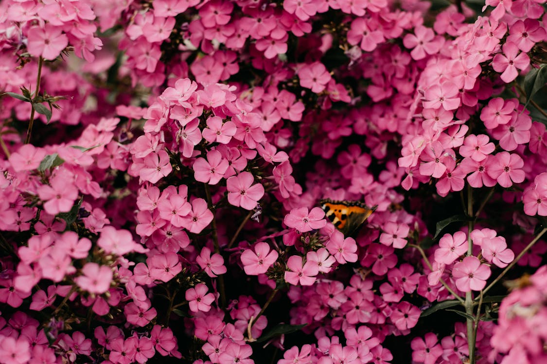 Close Up Fotografie Van Roze Bloemen