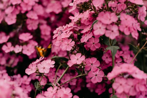 免費 粉色花朵的選擇性聚焦攝影 圖庫相片
