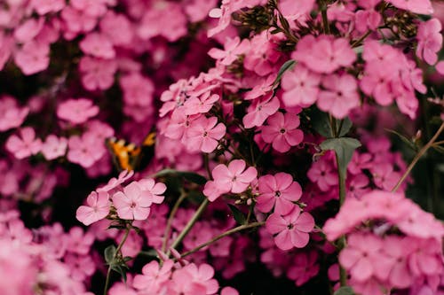 Selektive Fokusfotografie Von Rosa Blumen