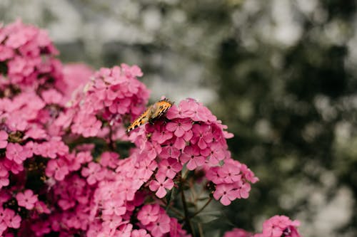 çiçekler üzerine Tünemiş Kelebeğin Seçmeli Odak Fotoğrafı