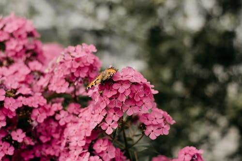 Δωρεάν στοκ φωτογραφιών με 4k ταπετσαρία, bokeh, ανάπτυξη