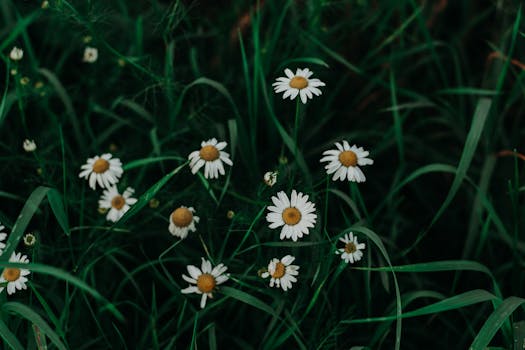 宁静的洋甘菊花特写，在郁郁葱葱的绿草中盛开