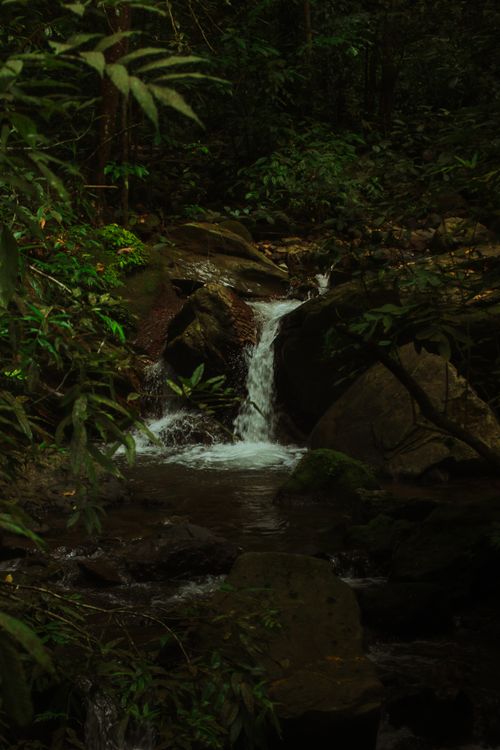 Free Peaceful waterfall flowing through lush green rainforest setting. Refreshing and tranquil nature scene. Stock Photo