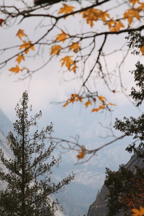 Fotos de stock gratuitas de arboles, hojas de arce, montaña
