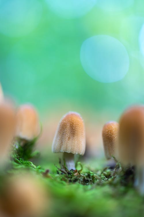 Close-Up Shot of Mushrooms 