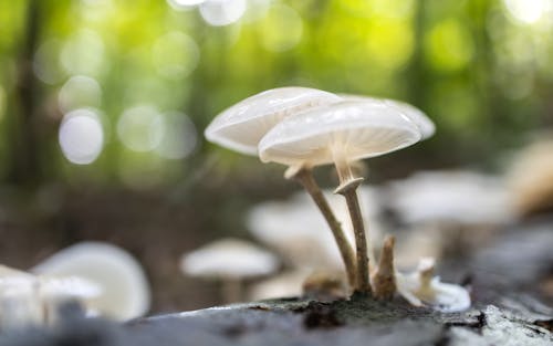 Close-Up Shot of White Mushrooms