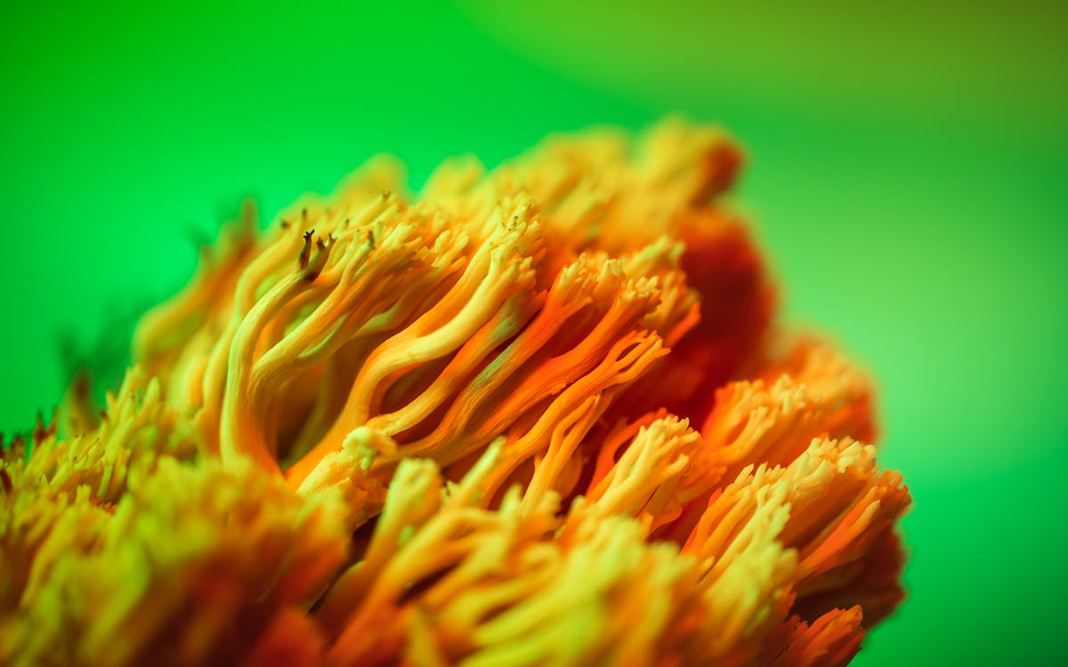 Gratis Fotos de stock gratuitas de abstracto, ácido, amarillo Foto de stock