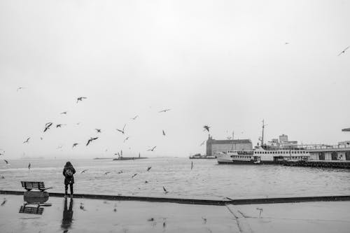 Foto d'estoc gratuïta de bandada d'ocells, blanc i negre, dona