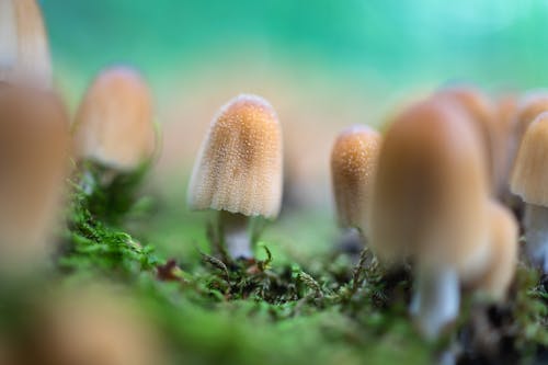 그물버섯, 버섯, 성장의 무료 스톡 사진