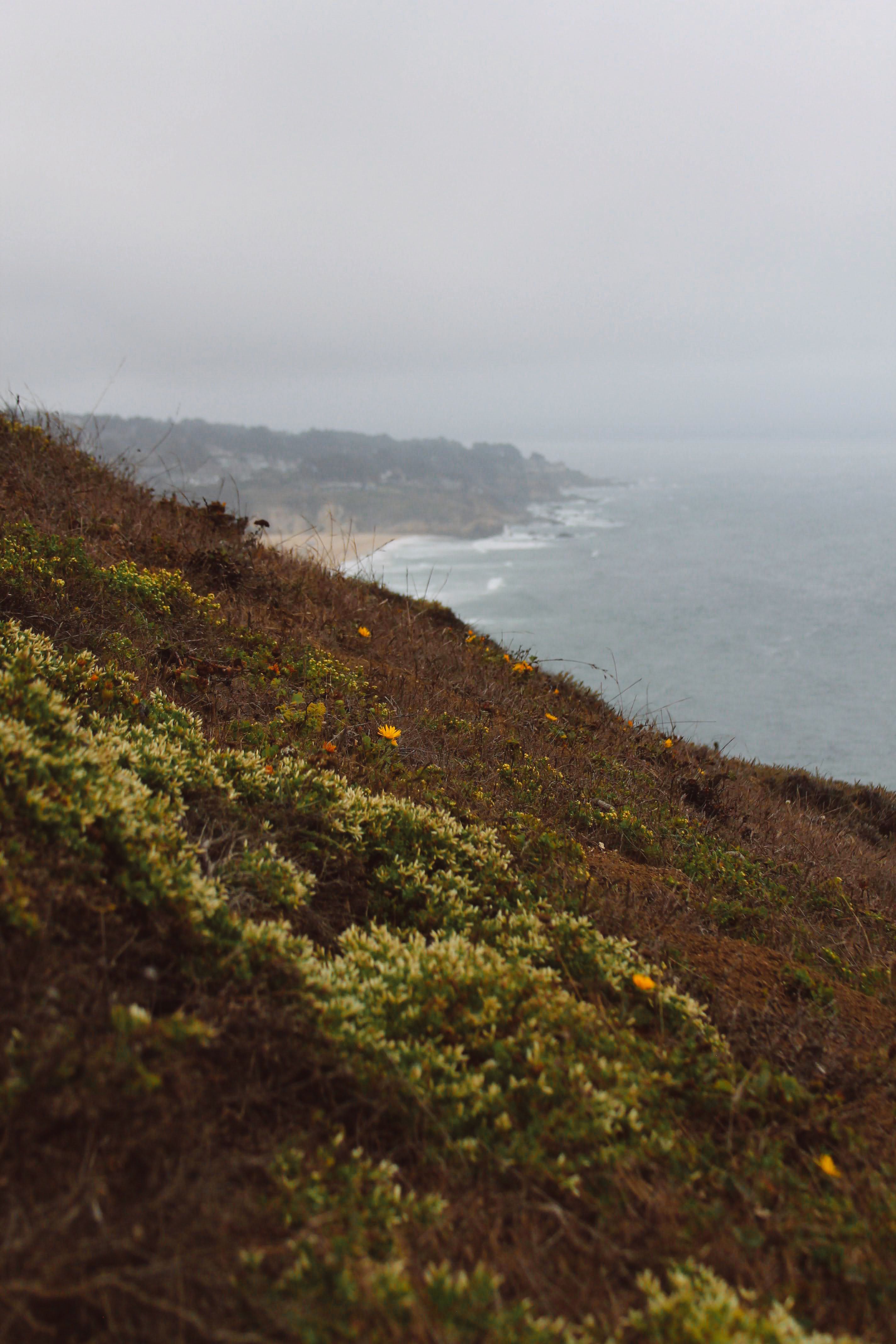 Wildflowers growing on coastal hills above the Pacific Ocean