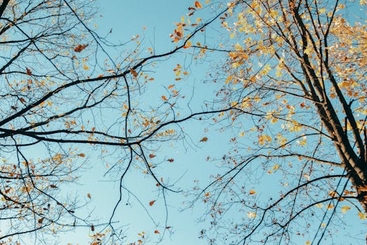 Autumn leaves and branches silhouetted against a clear blue sky, creating a serene and natural scene.