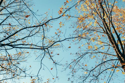 Free Autumn leaves and branches silhouetted against a clear blue sky, creating a serene and natural scene. Stock Photo