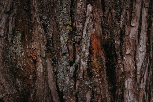 Close up of Tree Surface