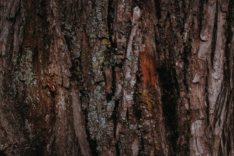 Close Up Of Tree Surface