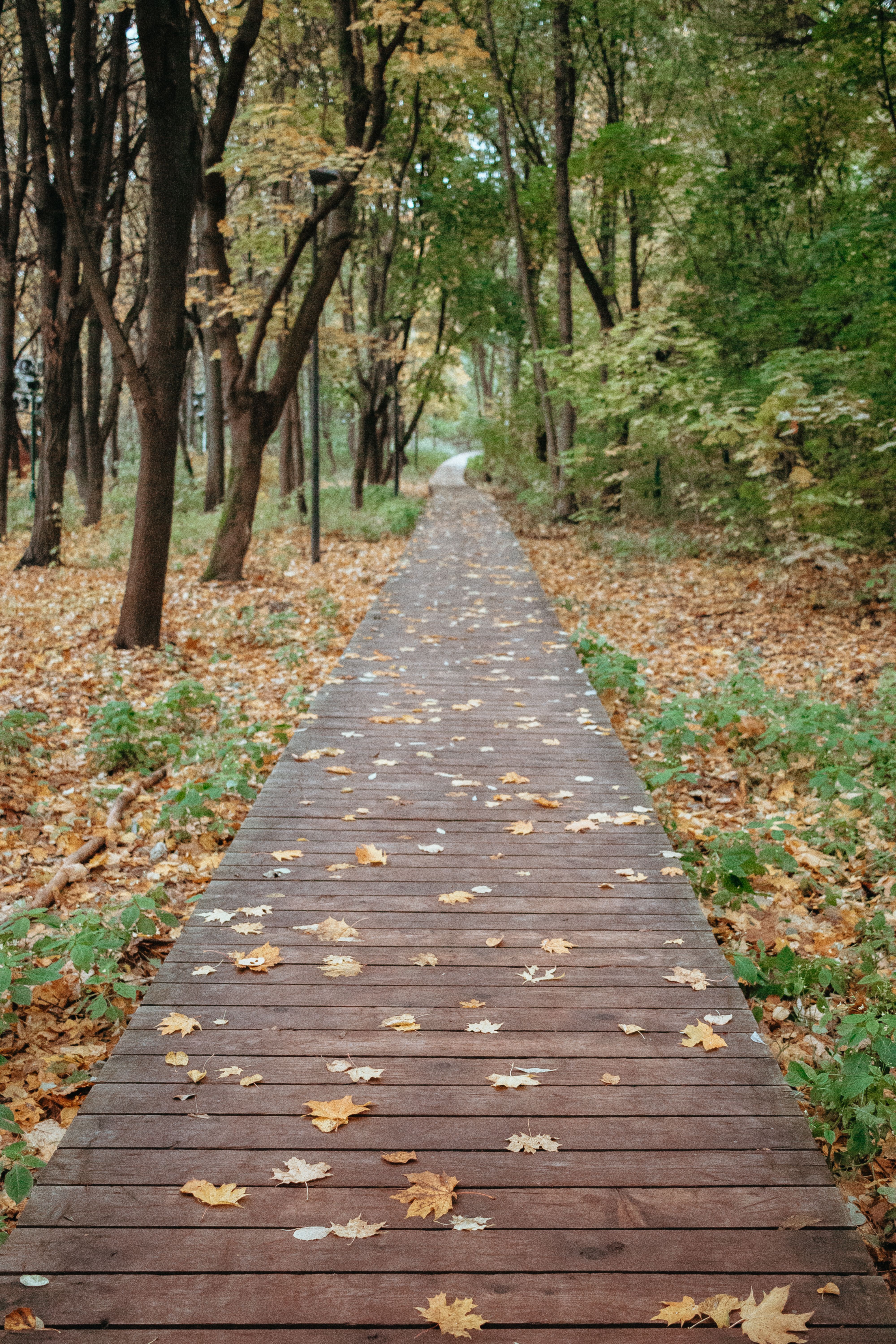 A tranquil wooden path through an autumn forest with colorful leaves.