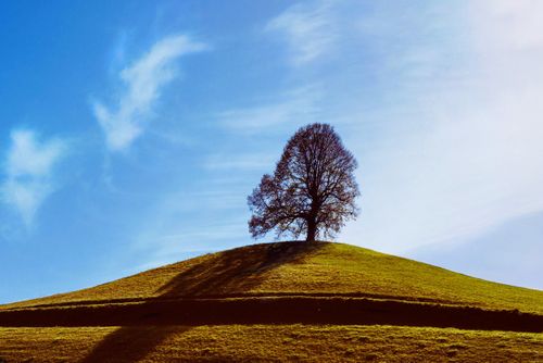 Free A lone tree stands atop a grassy hill under a bright, blue sky, casting a long shadow. Stock Photo