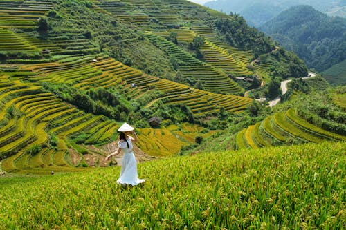 A Woman in White Dress Wearing Conical Hat while Standing on Paddy Field