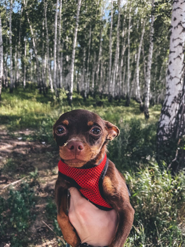 Brown Chihuahua Near Green Trees