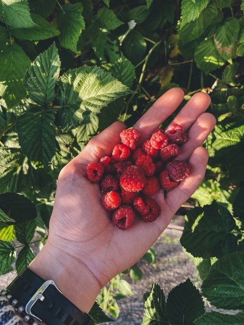 Free Close-up of hand holding fresh raspberries against lush green leaves outdoors. Stock Photo
