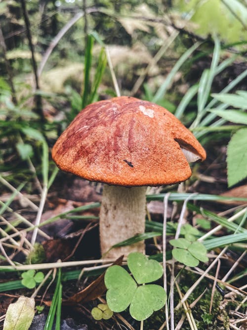 Brown Mushroom on Green Grass