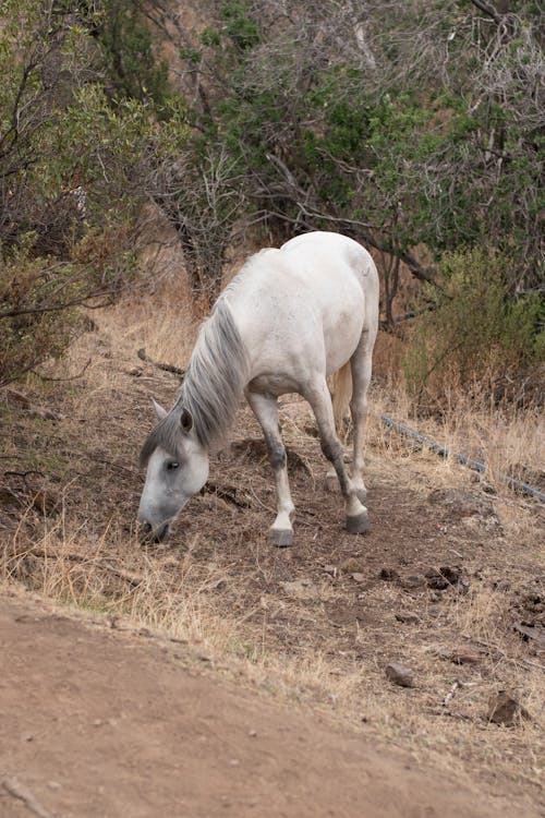 Fotos de stock gratuitas de animal de granja, caballo, caballo blanco