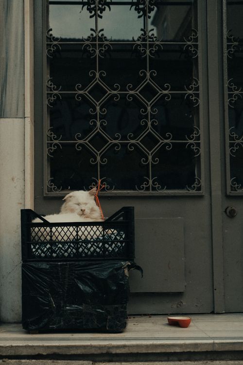 Free A serene Persian cat lying in a black crate in front of a classic doorway. Stock Photo