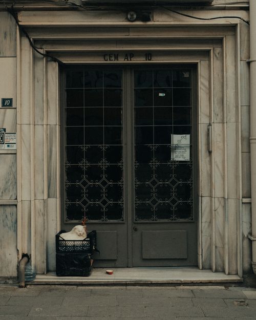 Free A fluffy white cat rests comfortably in a box on a sidewalk, in front of a stylish vintage door, creating a cozy street scene. Stock Photo