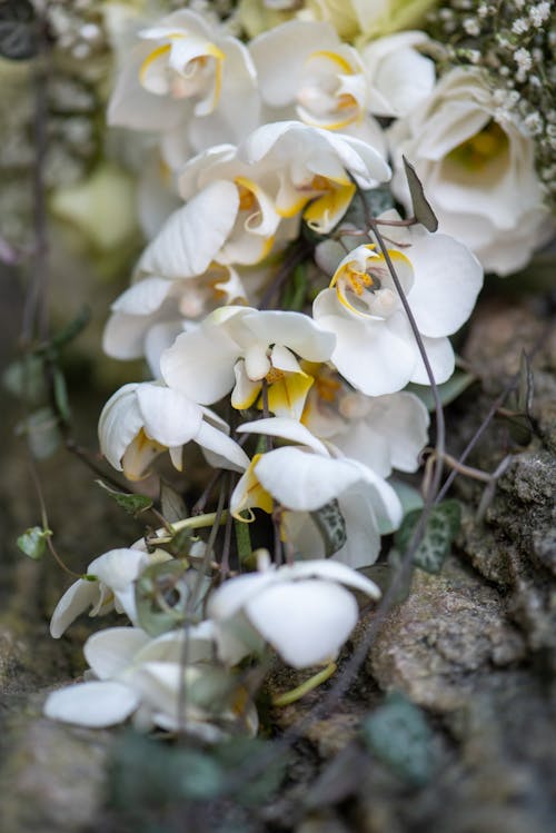 Immagine gratuita di avvicinamento, fiori bianchi, fioritura