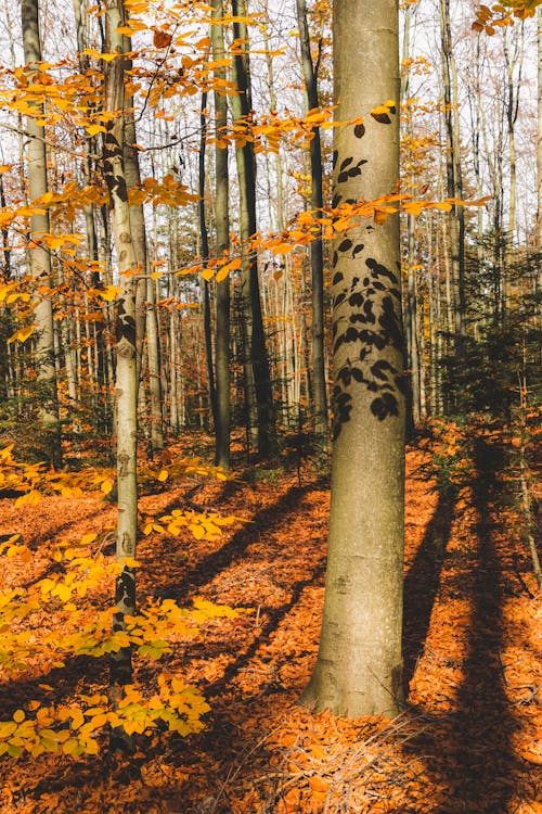 Darmowe zdjęcie z galerii z jesień, jesienne drzewa, las
