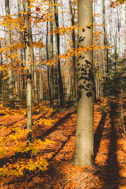 Autumn Trees in the Woods