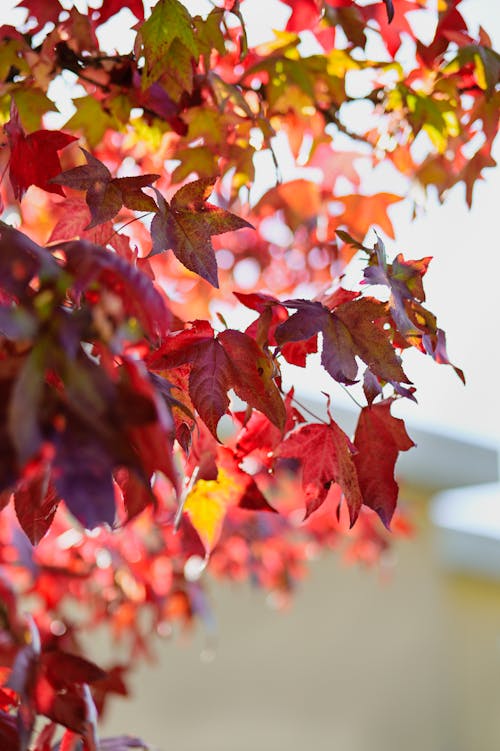 Безкоштовне стокове фото на тему «atmosfera de outono, вертикальні постріл, осіннє листя»