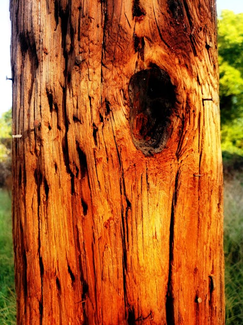 Kostenloses Stock Foto zu holz, knoten, strommast