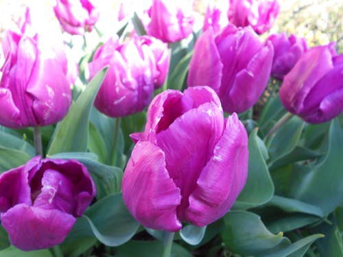 Kostenloses Stock Foto zu blumen, lila blüten, lila tulpen