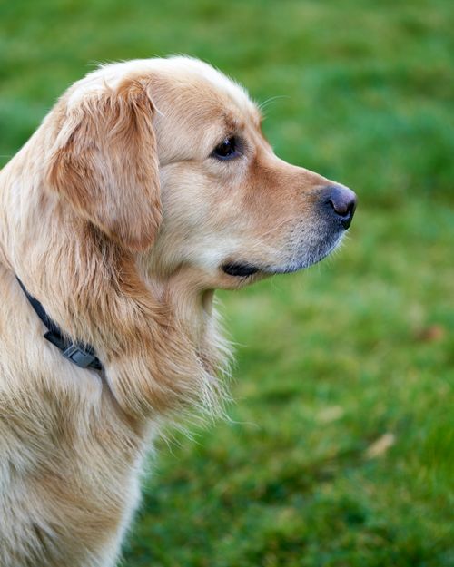 Free A close-up of a Golden Retriever on green grass, showcasing its fur and profile. Stock Photo
