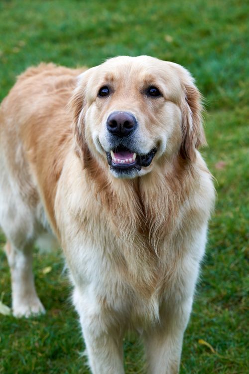 Free Majestic golden retriever standing on lush green grass, exuding happiness. Stock Photo