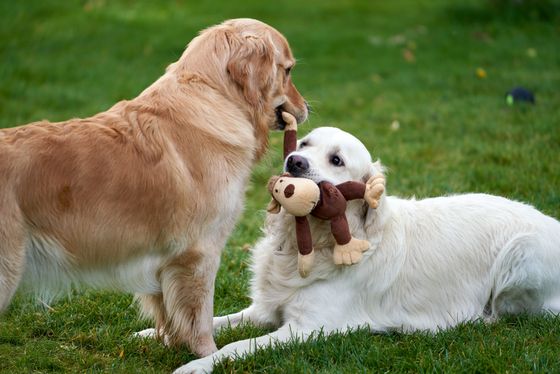 Two dogs sharing a plush toy on grass — photo by Barnabas Davoti on Pexels