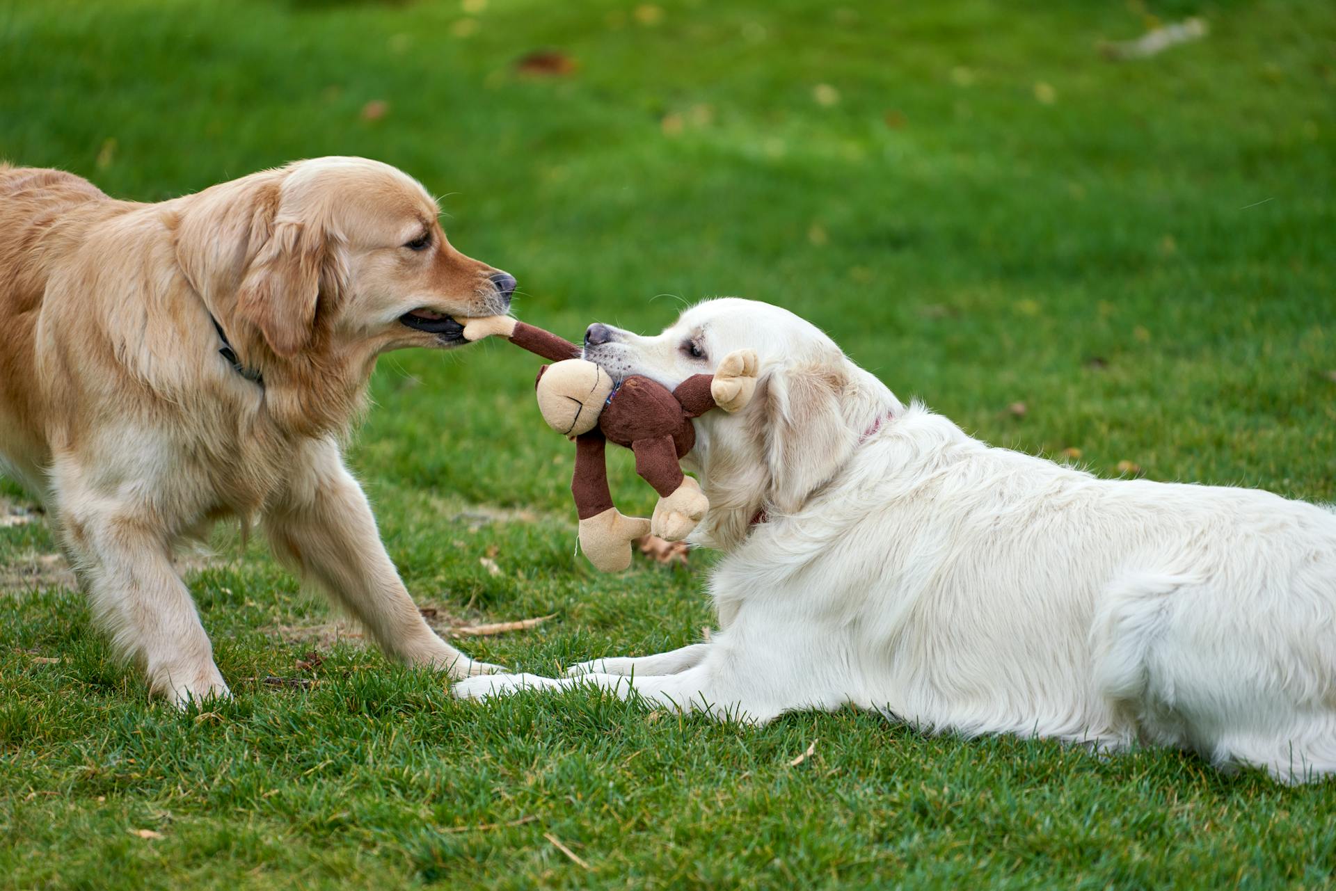 Retriver Dogs Tugging on Plush Monkey Toy