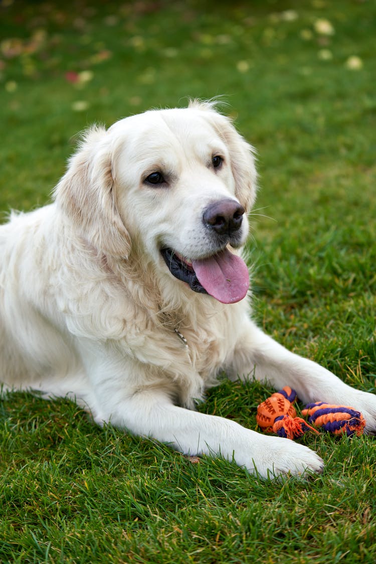 Labrador Lying On Grass With Toys