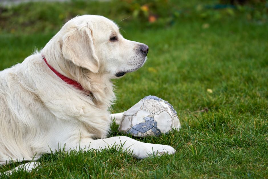How to Prevent Bloat in Dogs: Feeding Strategies & Products