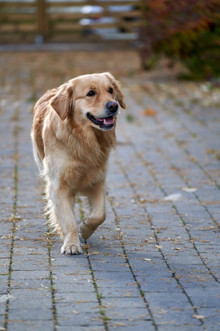 Happy Golden Retriver Dog Walking Down Street