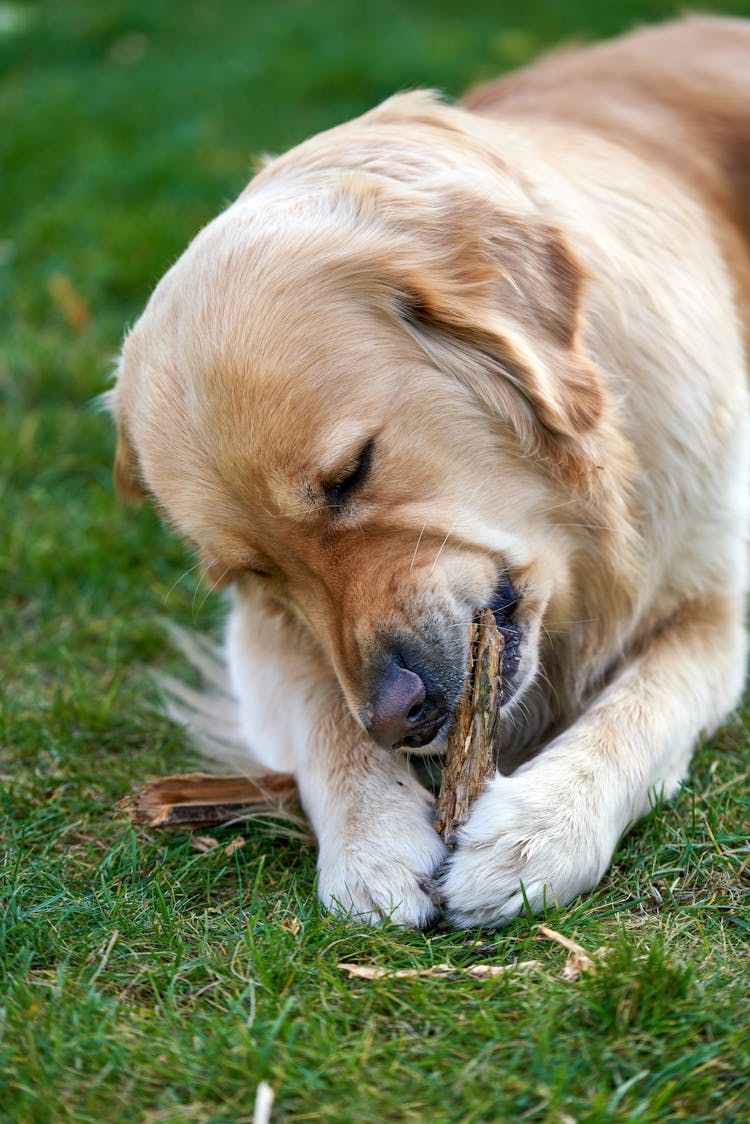 Golden Retriver Dog Chewing On Stick