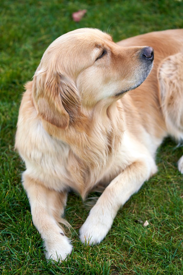 Close-Up Shot Of A Golden Retriever Dog Lying On Green Grass