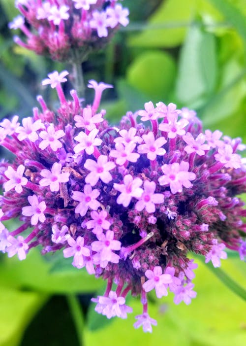 Kostenloses Stock Foto zu blumen, frühlingsblumen, lila blüten